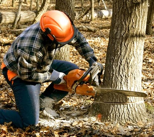 Tree Removal in Bieber, CA